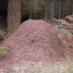 Anthill taller than I was
